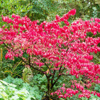 Euonymus Alatus Compactus