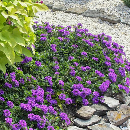 Verbena x &