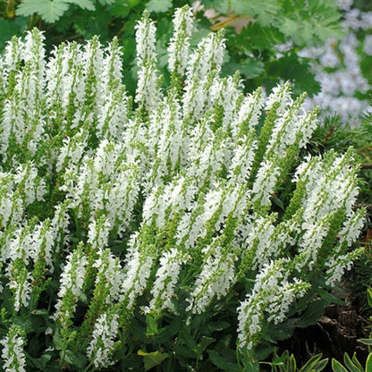 Salvia nemorosa &