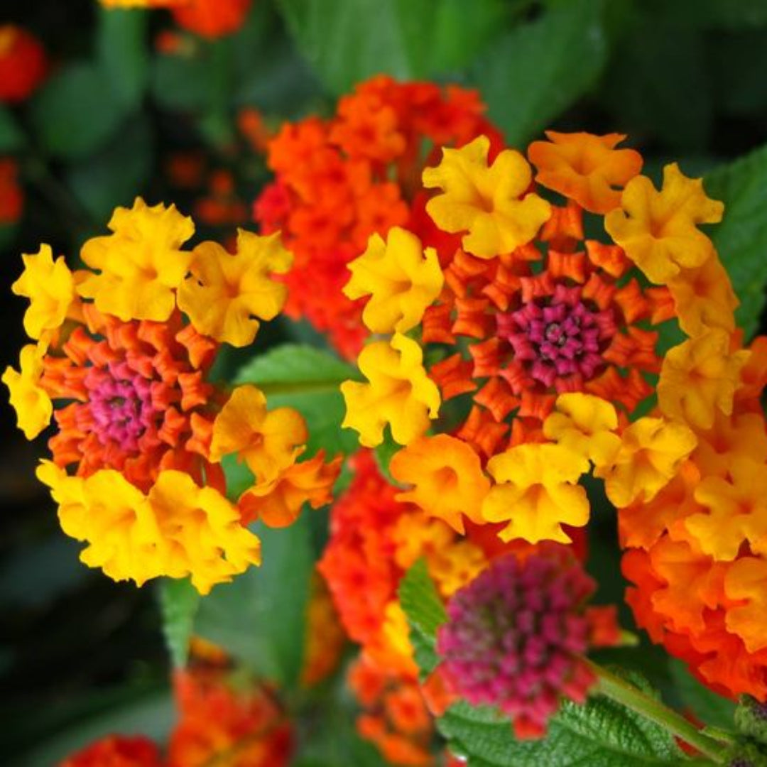 Lantana camara &