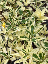 Forsythia  'Believe it Or Not'