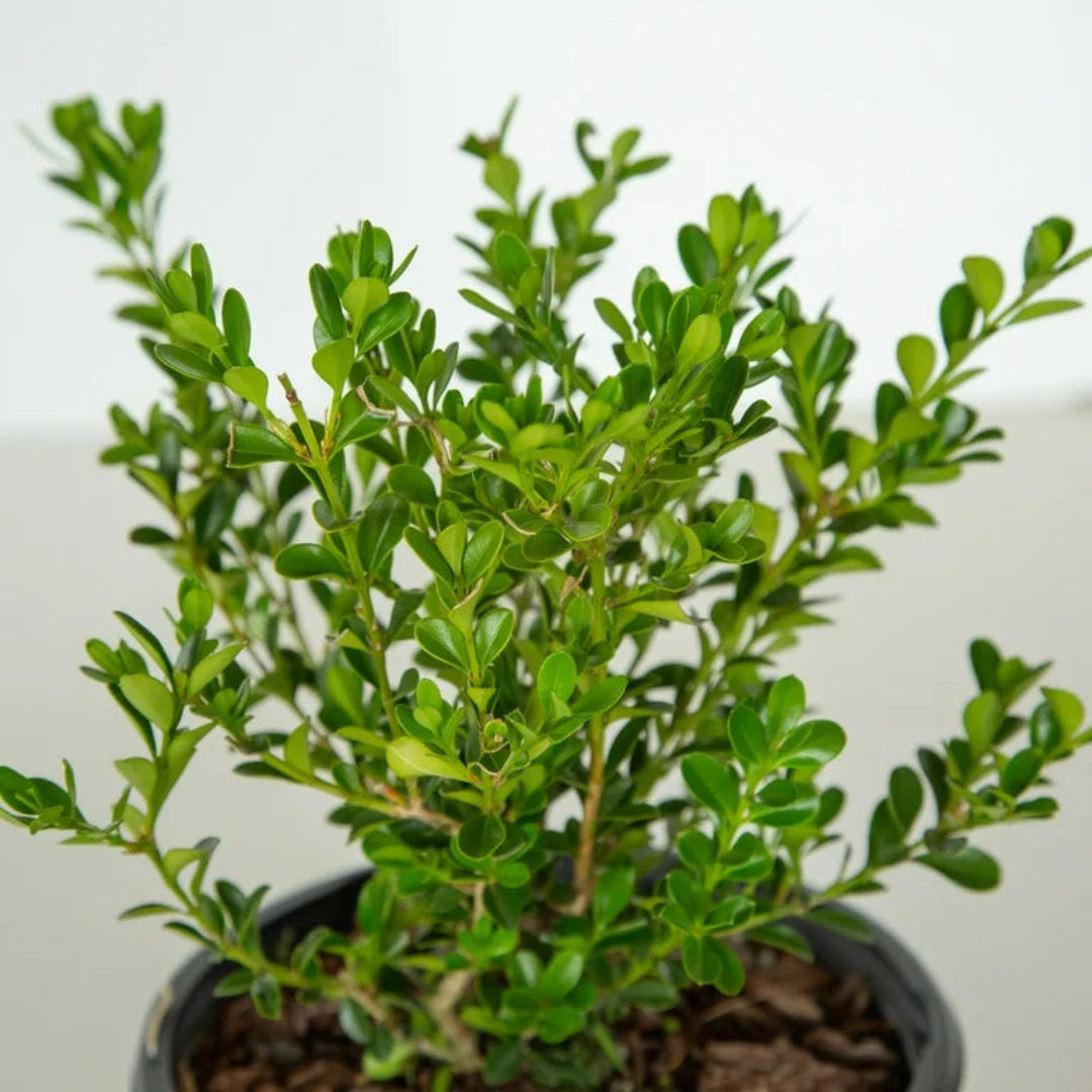 Better Boxwood Renaissance