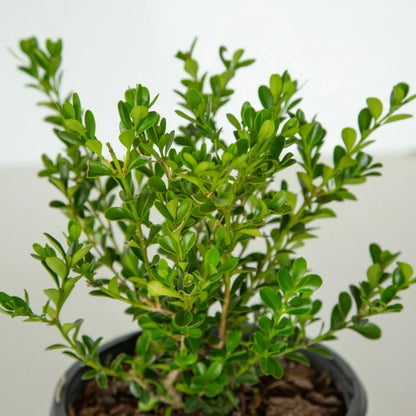 Better Boxwood Renaissance