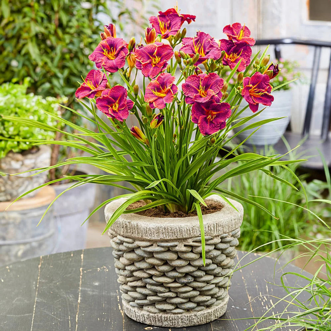 Hemerocallis Ruby Stella Daylily Multipack