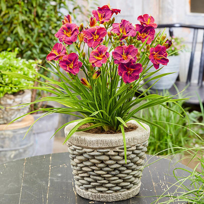 Hemerocallis Ruby Stella Daylily Multipack