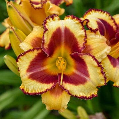 Hemerocallis Rainbow Rhythm &