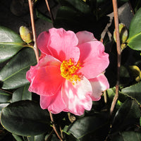 Shibori-Egao Camellia