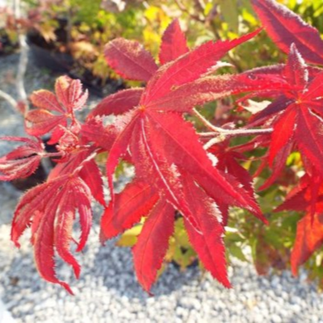 Okagami Japanese Maple
