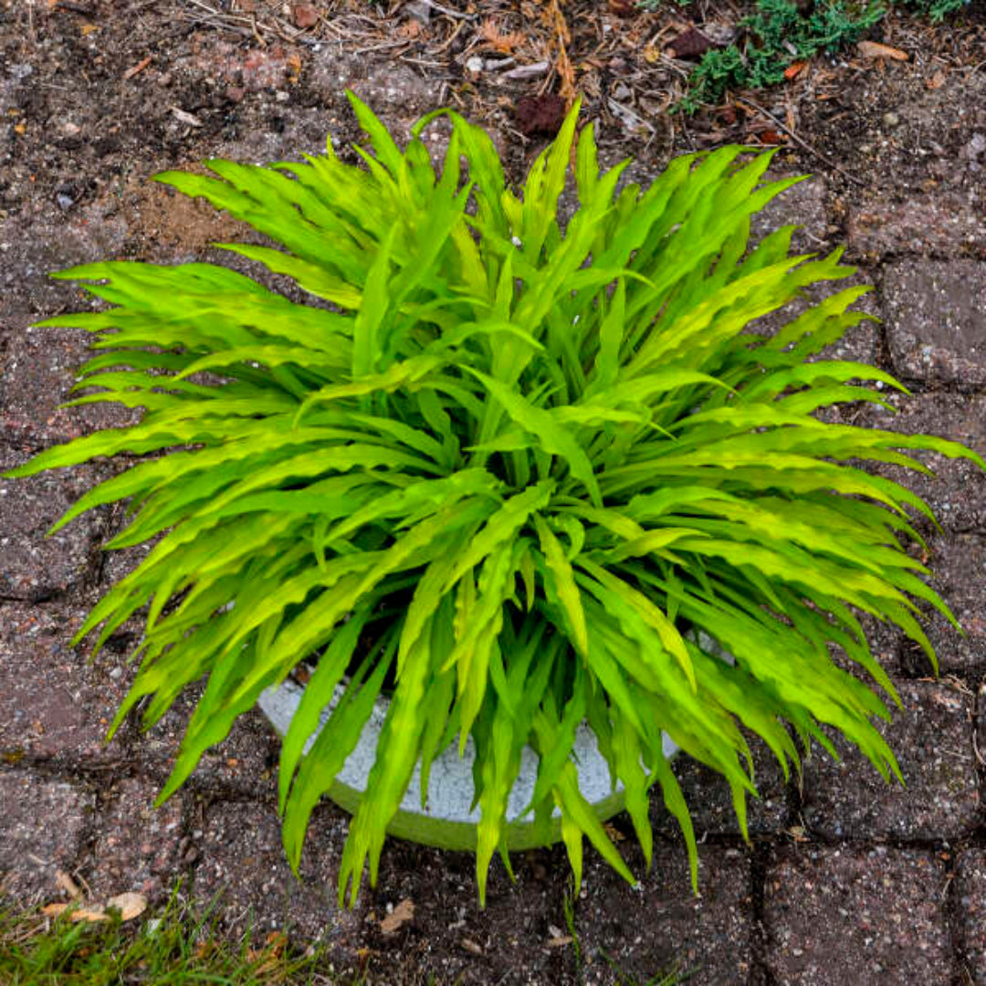 Hosta &