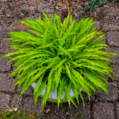 Hosta &
