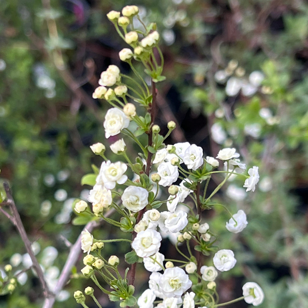 Spirea Prunifolia