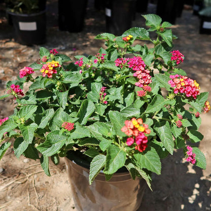 Lantana camara &