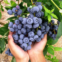 Healthy Duke Blueberry plant with green leaves and developing berries