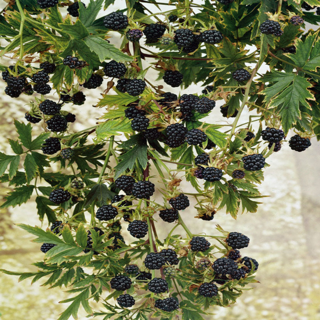 Arapaho Blackberry