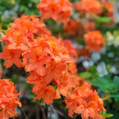 Solar Glow Azalea