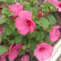 Hibiscus 'Luna Rose'