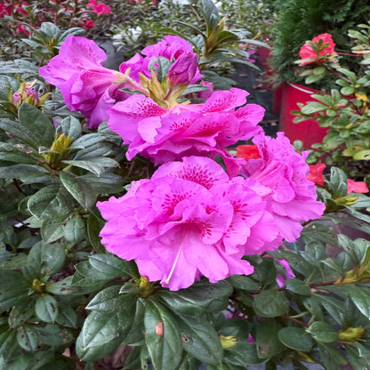 Majesty Encore Azalea