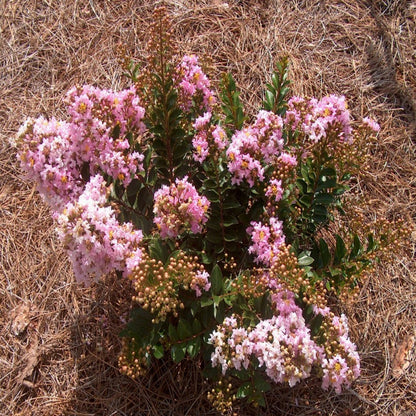 Dazzle Me Pink Crapemyrtle