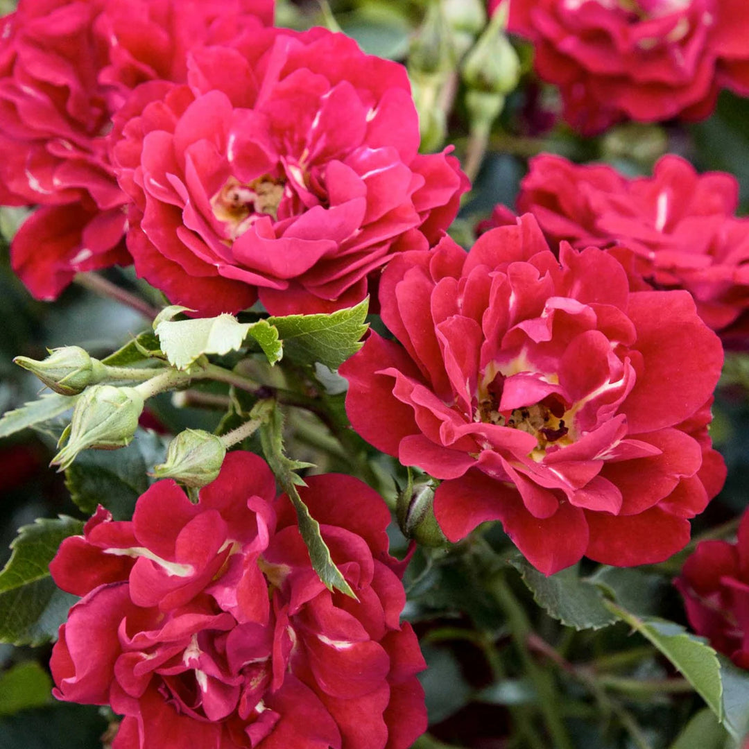 Drift Rose Red Flowers for Landscape Borders