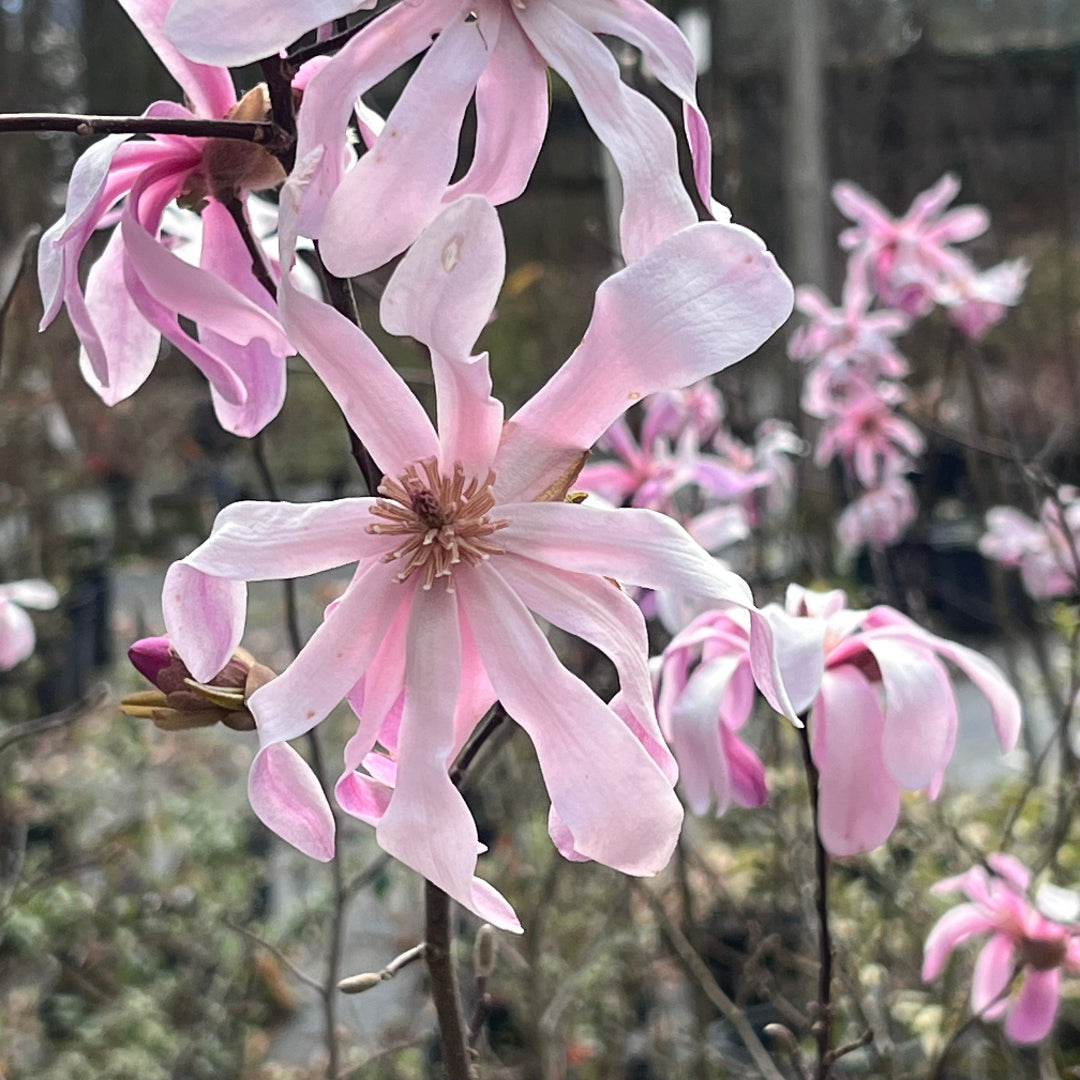 Magnolia Leonard Messel in full bloom with multiple pink flowers on graceful branches