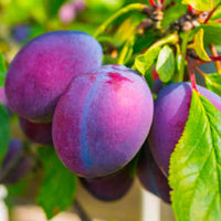 Lush Methley Plum Tree planted in the landscape