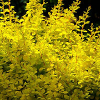 Aurea Barberry