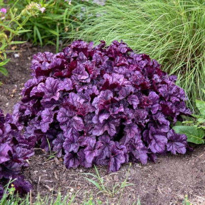 Heuchera Dolce® &