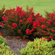 Crape Myrtle 'Cherry Dazzle'