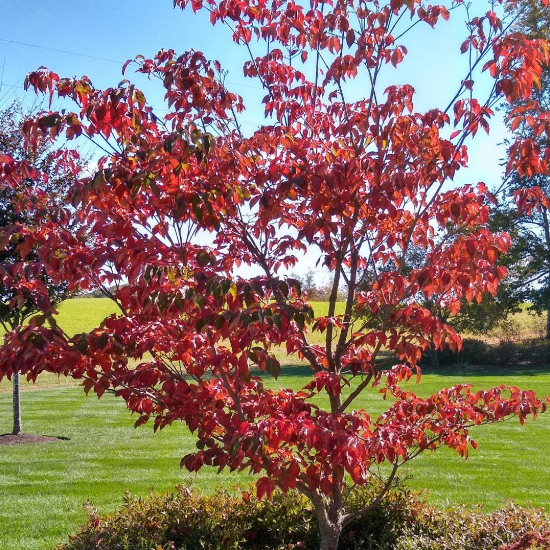 Raging Red Dogwood Tree