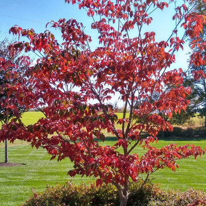 Raging Red Dogwood Tree
