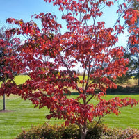 Raging Red Dogwood Tree