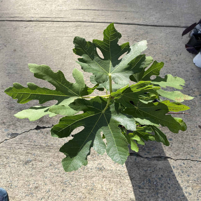 Magnolia Fig Tree - Nutritious Medium To Large Fig