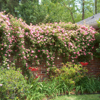 Seven Sisters Rose