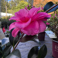 Camellia Shishi Gashira evergreen shrub close up flowers