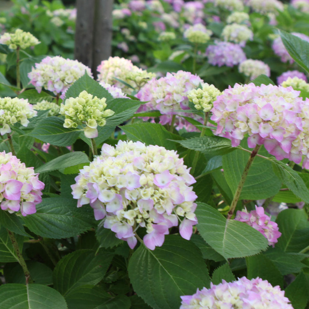 Bloom clusters from The Original Endless Summer Hydrangea