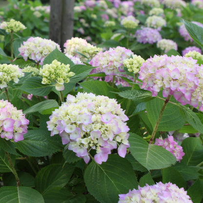 Bloom clusters from The Original Endless Summer Hydrangea
