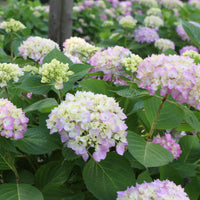 Perfect garden bloom The Original Endless Summer Hydrangea