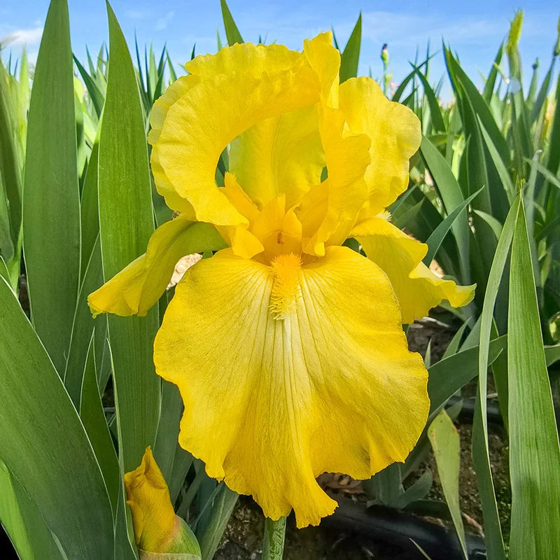 Iris Germanica &