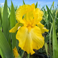 Iris Germanica 'Harvest of Memories
