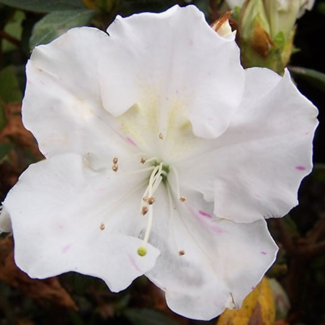 azalea lily white Autumn Lily Encore Azalea 1 Gal