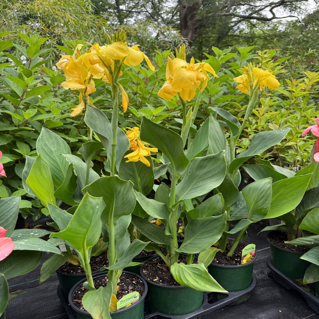Canna Cannova Yellow Lily Shrub - [EG]