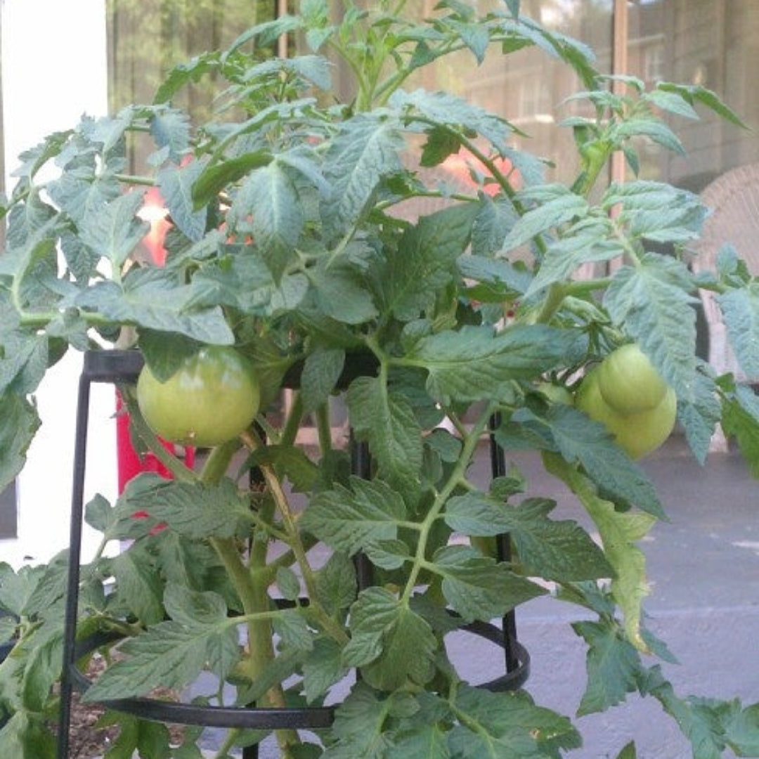 Tomato Plant &