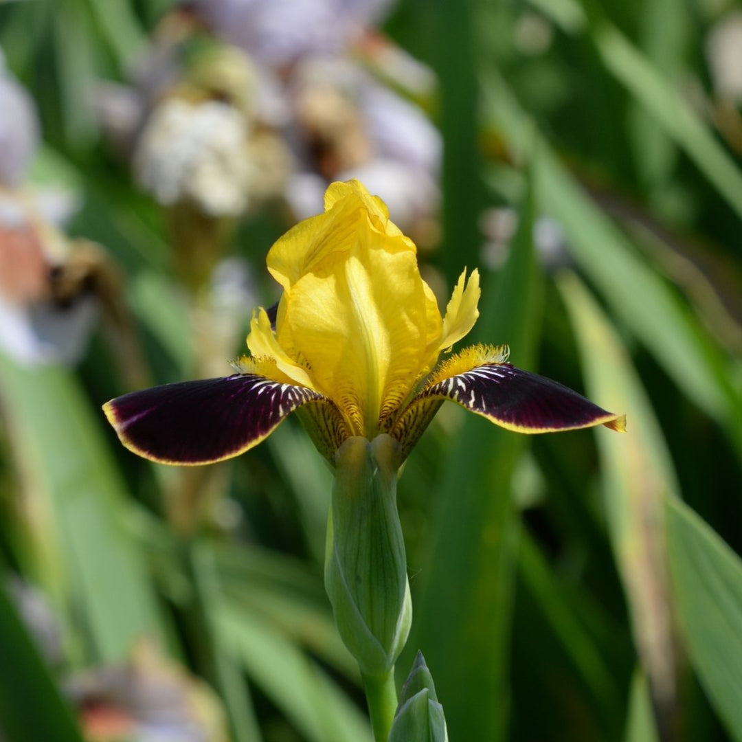 Canary Yellow Standards with Deep Magenta Falls