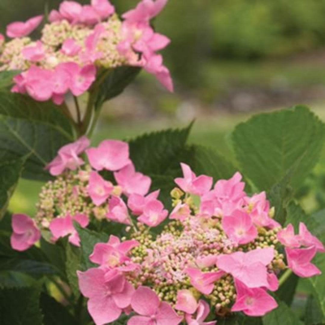 Ada Lynn Hydrangea