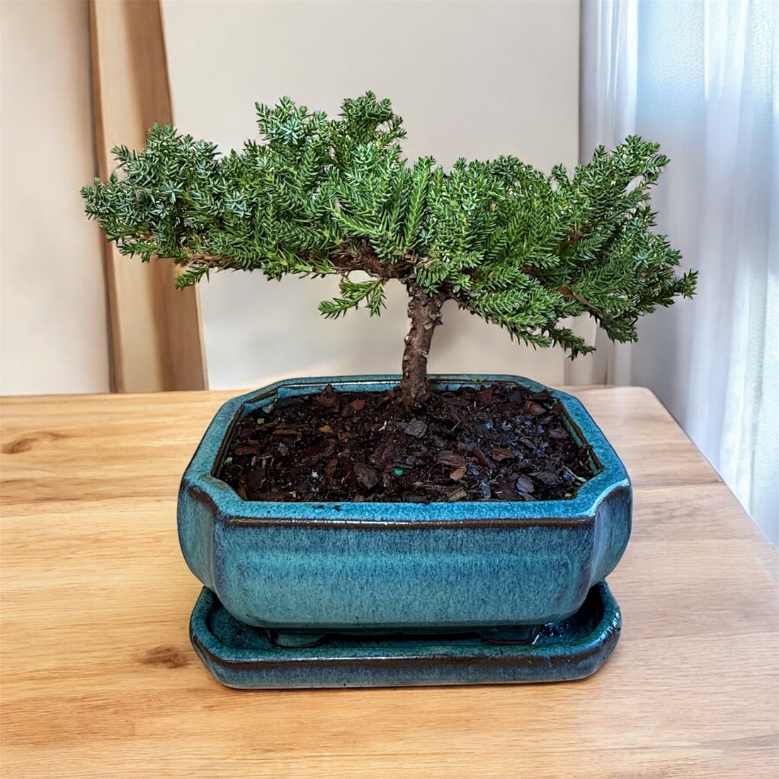Bonsai tree in a blue pot on a wooden surface