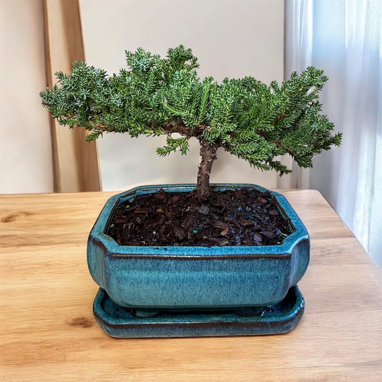 Bonsai tree in a blue pot on a wooden surface