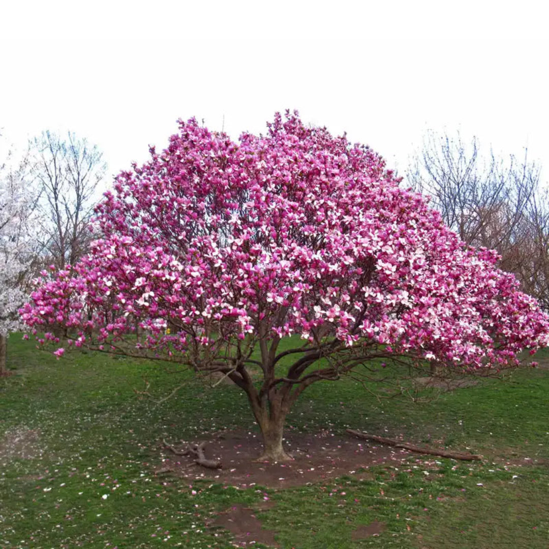 Ann Magnolia Tree