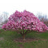 Vibrant pink magnolia blossoms opening in early spring on a healthy shrub