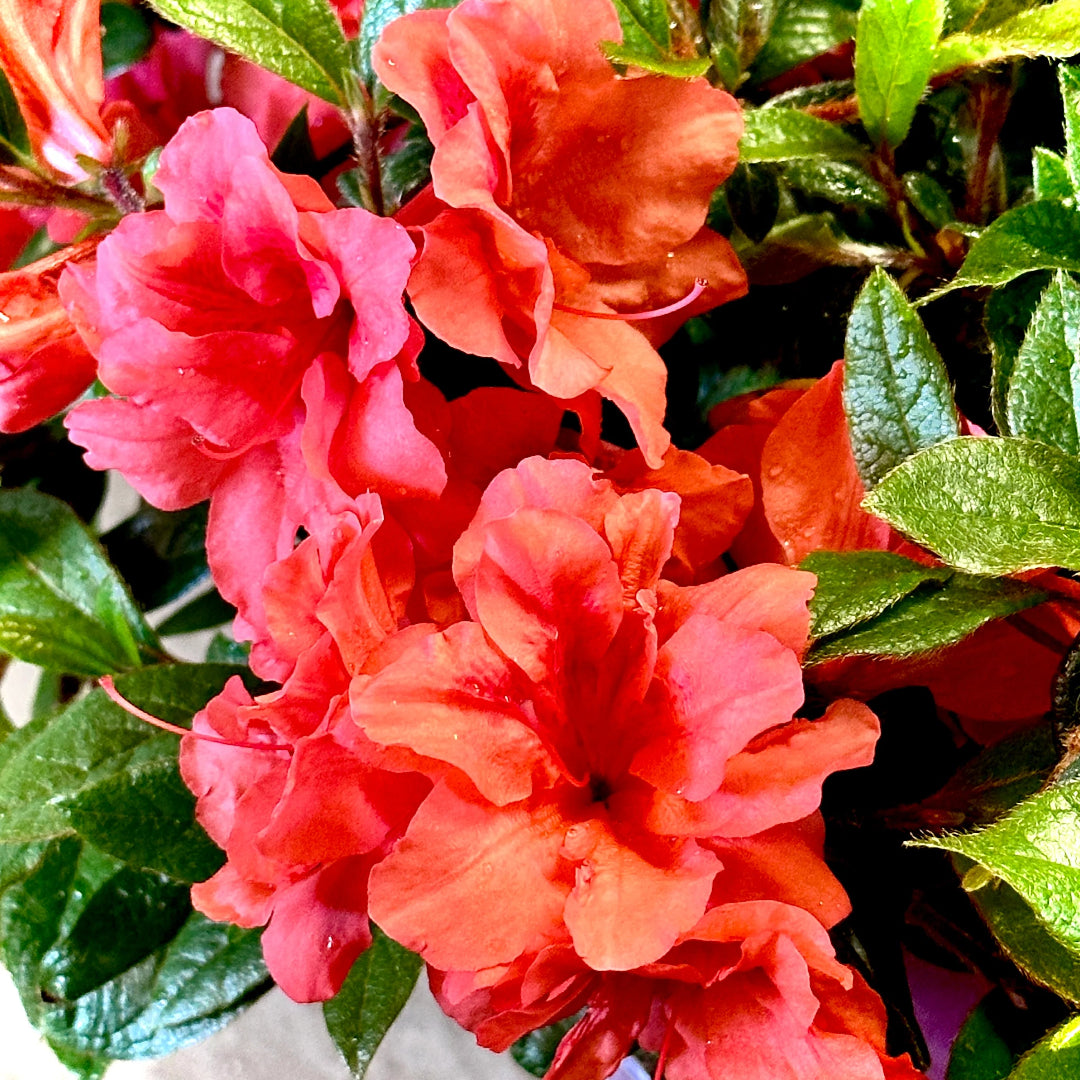 Autumn Princess Encore Azalea