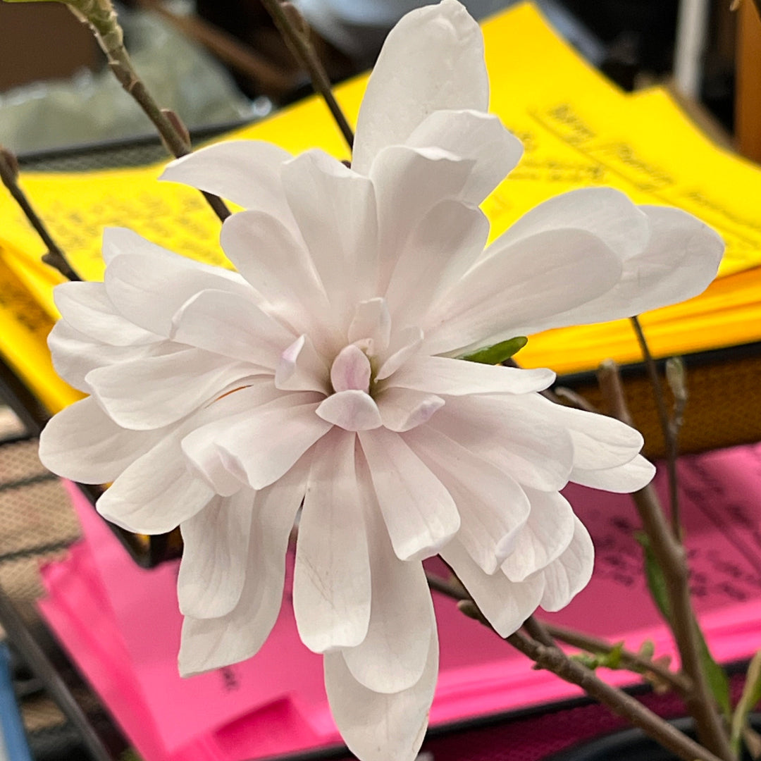Centennial Blush Magnolia Tree